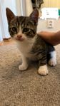 Kattunge leveransklar