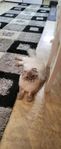 katt