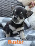 Chihuahua valpar