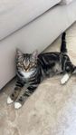 söt o social katt söker nytt kärleksfull hem 