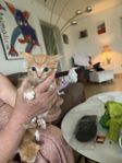 röda kattungar