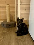 Maine Coon/Bengal/Okänd