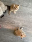 kattungar
