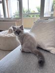 Ragdoll Kattunge