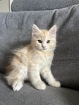 Maine Coon mix kattungar (lev.klara 1/8)