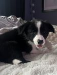 border collie tik leveransklar