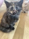 kattungar