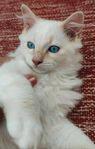 kattunge ragdoll brittiskkorthår blandras