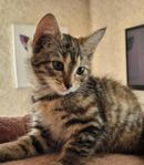 Supermysiga kattungar