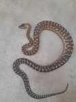 bredli pyton 