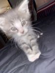 5 kattungar 