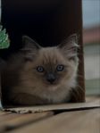 Leveransklar ragdollhona med stamtavla