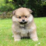 Pomeranian valpar 