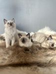 Ragdolls söker sin nya familj! 
