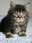 kattungar