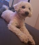 maltipoo 