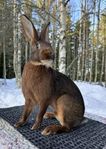 Kanin: Belgisk Hare (hona & hane)