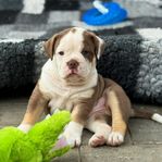 Olde English bulldog 