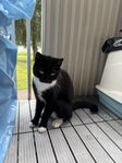 omplacering katt