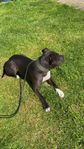Amstaff TIK med  SKK stamtavla 