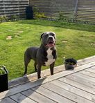 omplacering bully
