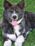 Japanska Akita tikvalpar