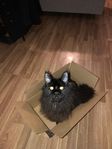 Maine coon syskon 