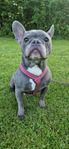 fransk bulldog