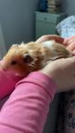 Guldhamster