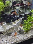 Ancistrus