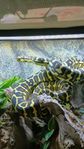 Djungelrutpython säljes