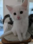Norsk skogkatt / Norsk skogskatt kattunge