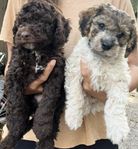 Pugotto valpar ( Pudel / Lagotto)