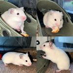 Guldhamsterungar