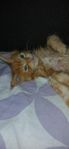 mainecoon