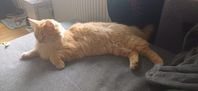 Kastrerad hankatt