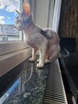Devon rex