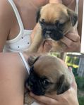 Fransk bulldog / Cavalier valpar