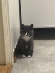 söt kattunge