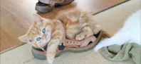 Brittiska korthårs kattungar, rödtabby och helvit.
