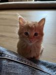 Kattunge 
