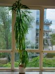 Stor krukväxt Yucca-palm