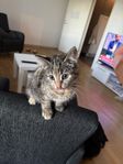 Kattunge 
