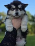 malamute hanar leveransklara 22 juli
