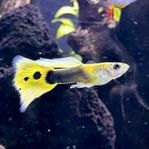 svenskodlade guppy yellow tuxedo