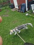 husky tik 17V