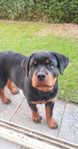 rottweilervalp 12 veckor