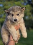 malamute tikar leveransklara 22 juli