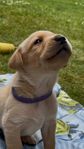 Underbara labrador blandningar