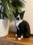 Kattungar mix av Norsk skogskatt och Bengal